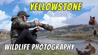 Yellowstone at Its Best! - Wildlife photography in Yellowstone national park