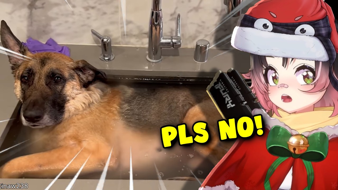 What the dog doing? || Daily Dose reaction