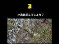 3.2.1.クイズ【小鳥はどこでしょうか?】#shorts #クイズ動画 #quiz