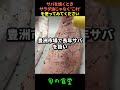 サバを焼くときサラダ油じゃなく'これ'を使ってみてください
