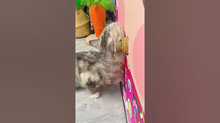 Catnip Toys Your Cat Will Go Crazy For!