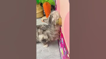 Catnip Toys Your Cat Will Go Crazy For!