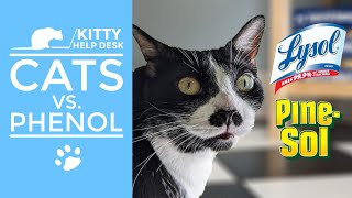 Cats vs. Phenol - Avoid These Products by Kitty Help Desk 147 views 5 months ago 5 minutes, 15 seconds