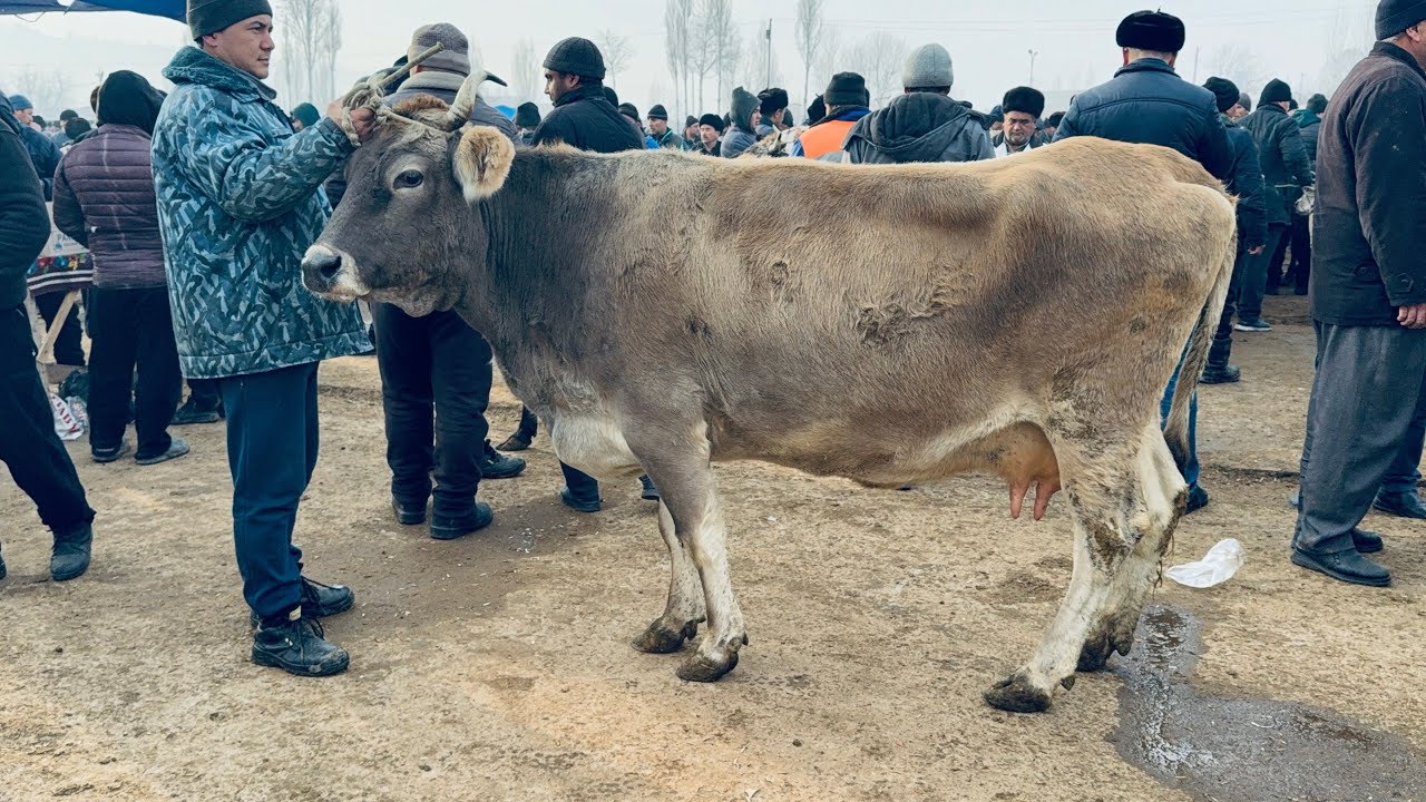 👁️NAMANGAN🌏TERGACHI CHORVA MOL BOZORI ONA BOLA SIGIRLAR🐄NARH NAVOSI 2026_01_16_yanvar.