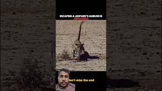 #animals #leopard #foryou #1000subscriber #lifeisbutadream #shorts