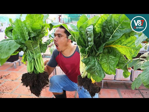 Video: Swiss Chard Container Gardening. Swiss Chard Container in Containers