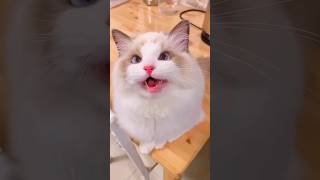 Kittens Meowing and Yawning