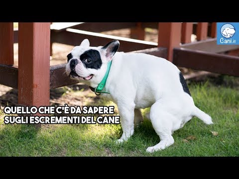 Video: Come Dovrebbe Essere La Cacca Del Mio Cane?