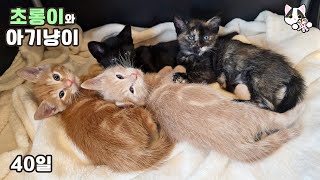 Mom Cat Emiru and Her Colorful Kittens Day 40