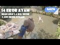 MEMBERI MAKAN 2.500 IKAN LELE UKURAN 2-4 KG/EKOR | FEEDING GIANT CATFISH !