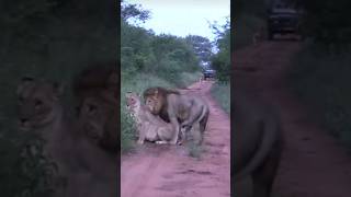 تزاوج انثي الاسد براري Lion Mating