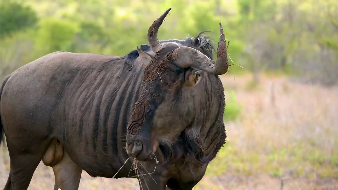 Afrique du Sud - road-trip