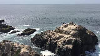 Bodega Head, California