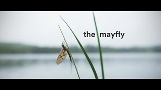 the mayfly