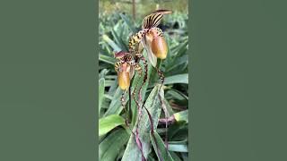 Doi Tung Development Project