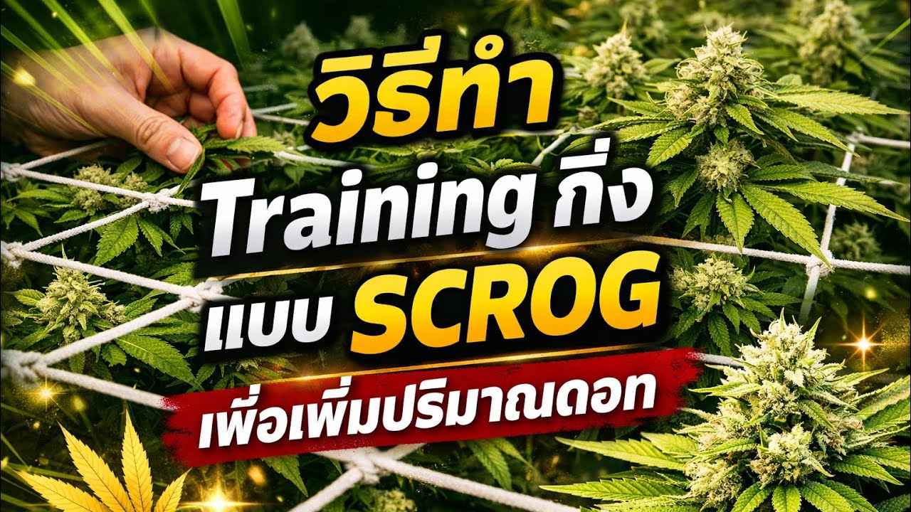 Scrog Training Method วิธีทำ Training กิ่งแบบ SCROG เพื่อเพิ่มปริมาณดอก, คู่มือเพิ่มผลผลิต ...