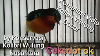 Kolibri Wulung Kolibri Muncang Gacor, Kolibri suara variasi