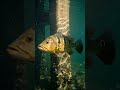 Peacock Bass Strike from the Shadow Line#PeacockBass #Underwater #FishingShorts #FloridaFishing