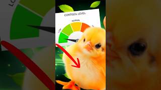 ☘  Low Cortisol Stress Chicken 🐔