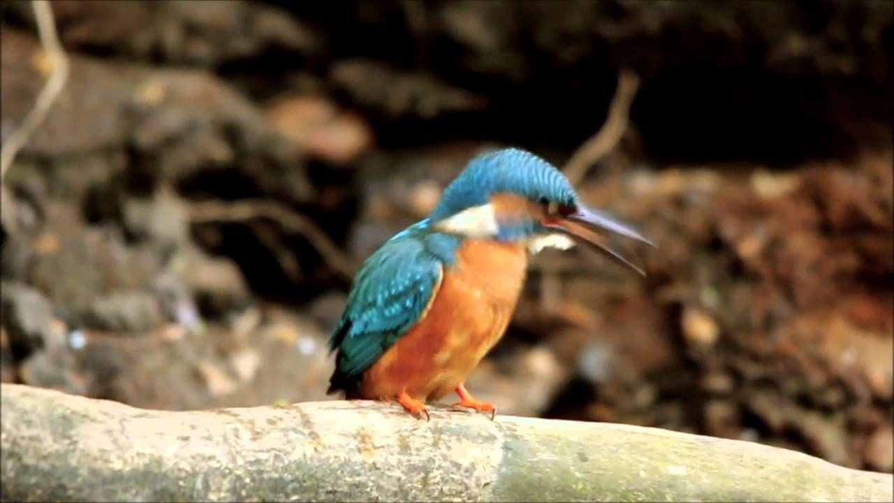 Kingfishers nesting River Kelvin