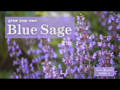 Sow Right Seeds | Blue Sage