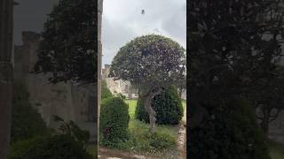 SEVERE WIND WARNING IN POMPEI ITALIA (FFW82) #weather #wind #pompei #italy #fyp