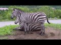 シマウマ~気分はきまぐれ仲良しのとき~