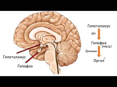 Гормональная регуляция мужской половой сферы. ФСГ. ЛГ.