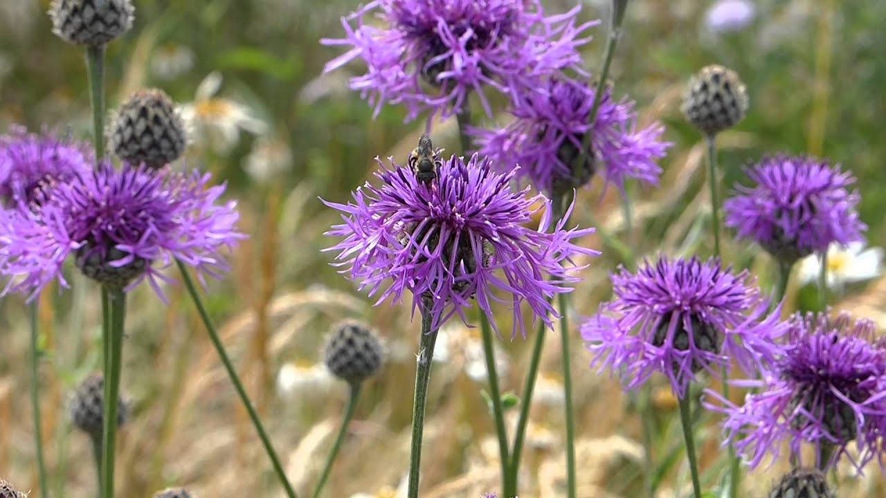 Leaf-cutter and Bumblebees on Greater Knapweed