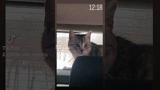 кіт ніколи не їздив у машині #trending #youtubeshorts #instagram #tiktok #приколы #кіт #котики #2024