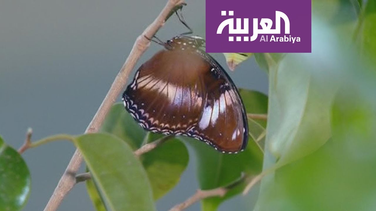 الفراشات تجذب زوار مهرجان ينبع