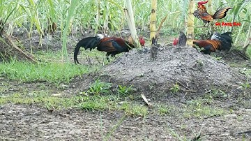 Bẫy Gà Rừng Cận Cảnh Cực Đẹp - Nhìn Gà Dính Dò