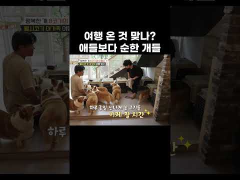 여행 가서도 제시간에 자는 8코기들 #shorts