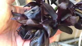 MILLENIUM MAGIC AND WINE DELIGHT ORCHID REMOVING BLACK SOOTY MOULD