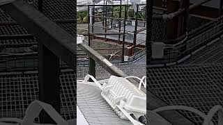 Orangutans Escape Zoo Enclosure shorts