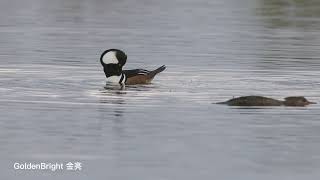 Hooded Mergansers mating