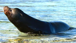 Sea Lions vs Galapagos Sharks Hunting Brawl I Behind the Scenes | Blue Planet II I BBC Earth