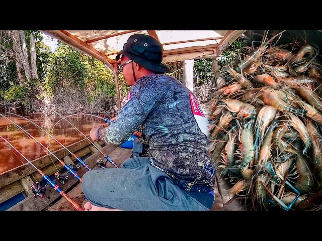 UDANGNYA KEROYOKAN‼️Panen Udang Galah Di Spot ISTIMEWAH class=