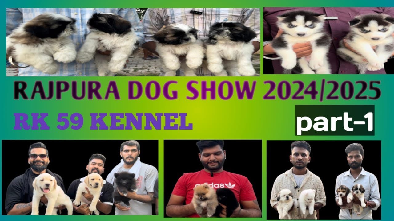 Cheapest Dogs Market In Rajpura Punjab | Rajpura Dog Show 2024 #dog