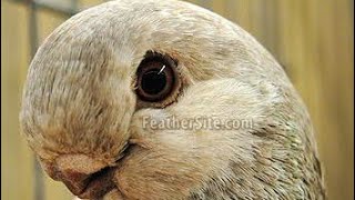سلسة انواع الطيور  smooth pigeons species10- البومة الافريقية (الكشك  الافريقي)African owl ،