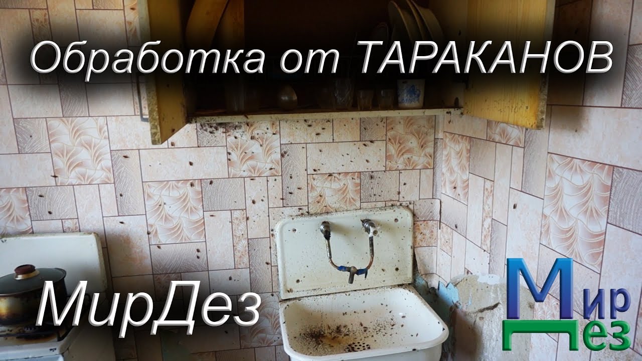 Уничтожение тараканов в квартире. МирДез (2022г) 12 - YouTube