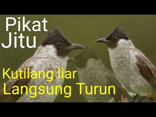 kutilang liar pasti turun dengerin...!! kutilang ribut class=