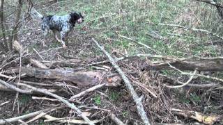 Llewellin Setter - Chief w/Gabe Backing: Quail hunting in Kentucky Llewellin Setter Chief