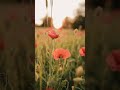 GK Nature Relaxing Music Soft Rain Sounds.#video #hingoli #shorts #meditation #reels