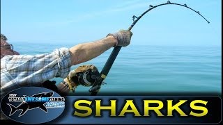 BIG SHARK Fishing from Small Boats - TAFishing Show