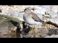 Wood Sandpiper 4K Wood Sandpiper 4K