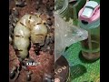 Melihat kehidupan Ratu rayap pakai kamera kecil #shorts