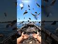 Conocías la lluvia de peces #animals #art #cute #animals #curiosidades
