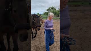 Rion. Meaning Lttle King in Gaelic.  One week old today Tb Irish connemarra cross colt . 