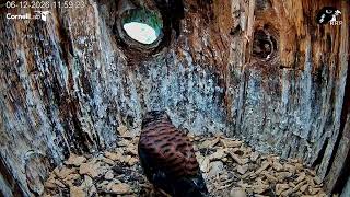 mom brings last kestrel food